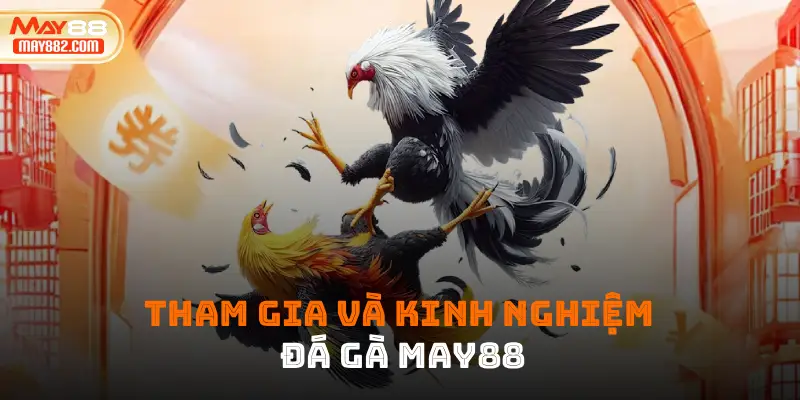 Tham gia và kinh nghiệm đá gà may88