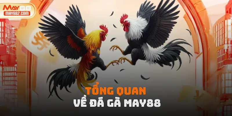 Tổng quan về đá gà May88